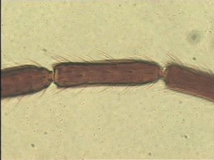 leptoceras Htype 11.jpg