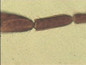 leptoceras Htype 12.jpg