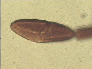 leptoceras Htype 13.jpg