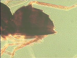 leptoceras Htype 15.jpg