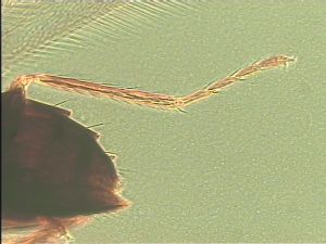 leptoceras Htype 16.jpg