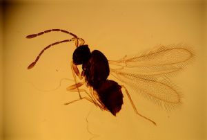 leptoceras Htype 17.jpg