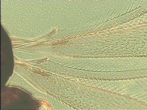 leptoceras Htype 2.jpg