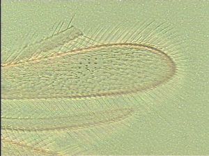 leptoceras Htype 3.jpg