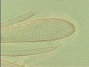 leptoceras Htype 4.jpg