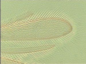 leptoceras Htype 5.jpg