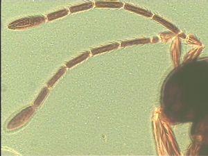 leptoceras Htype 6.jpg