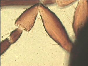 leptoceras Htype 7.jpg