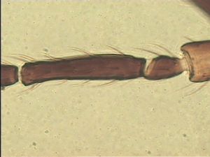 leptoceras Htype 8.jpg