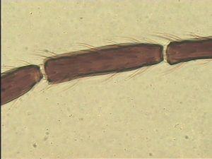 leptoceras Htype 9.jpg