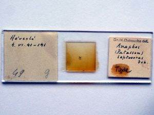 leptoceras Htype s.JPG