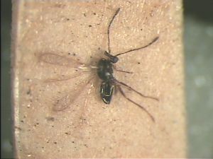 longicornis  Ltype before remounting.jpg