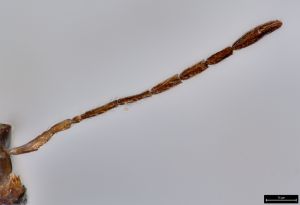 longicornis Ltype 0-1.jpg