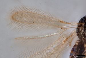 longicornis Ltype 0-3.jpg