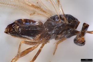 longicornis Ltype 0-4.jpg