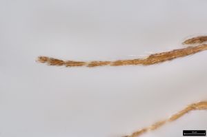 longicornis Ltype 0-5.jpg