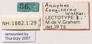 longicornis Ltype L.jpg