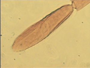 longior Htype 11.jpg