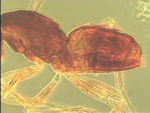 longior Htype 12.jpg