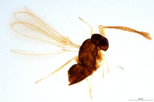 neodistincta  Soyka Htype 0.jpg