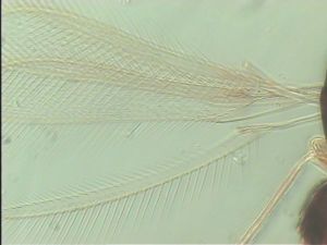 neodistincta Htype 1.jpg