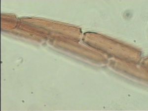 neodistincta Htype 10.jpg