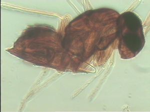 neodistincta Htype 15.jpg