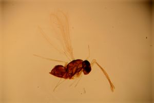 neodistincta Htype 16.jpg