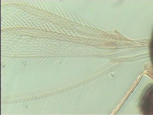 neodistincta Htype 2.jpg