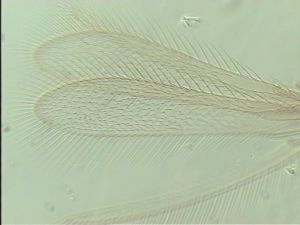 neodistincta Htype 3.jpg