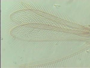 neodistincta Htype 4.jpg