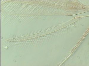 neodistincta Htype 5.jpg