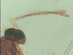 neodistincta Htype 6.jpg