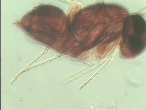 neodistincta Htype 7.jpg