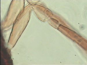 neodistincta Htype 8.jpg