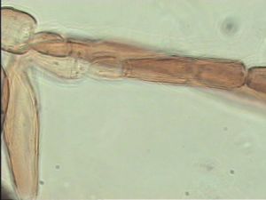 neodistincta Htype 9.jpg