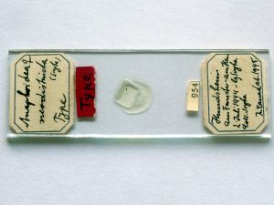 neodistincta Htype s.JPG