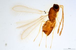 neoflava  Soyka Htype 0.jpg