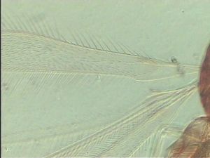 neoflava Htype 1.jpg