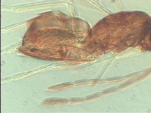 neoflava Htype 10.jpg