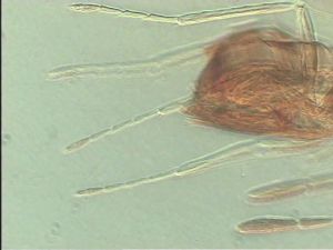 neoflava Htype 11.jpg