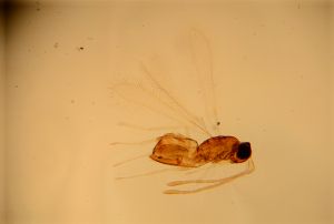 neoflava Htype 12.jpg