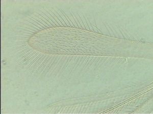 neoflava Htype 2.jpg