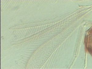 neoflava Htype 3.jpg