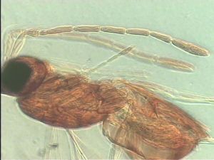 neoflava Htype 4.jpg