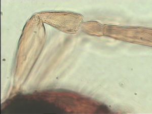 neoflava Htype 5.jpg