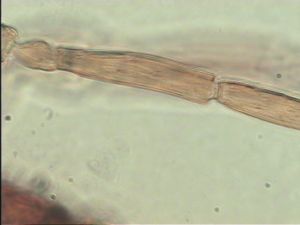 neoflava Htype 6.jpg