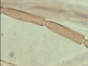 neoflava Htype 7.jpg