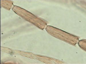 neoflava Htype 8.jpg