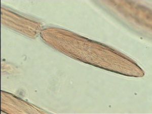 neoflava Htype 9.jpg